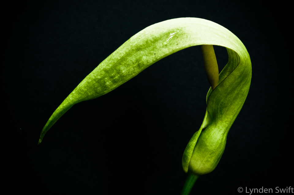 Wild Arum