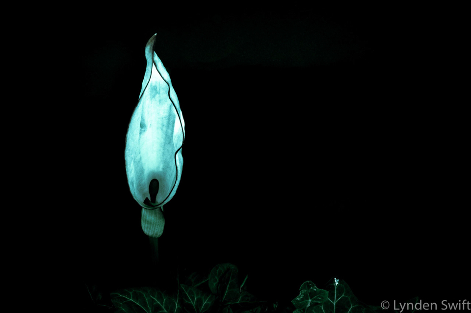 Night arum