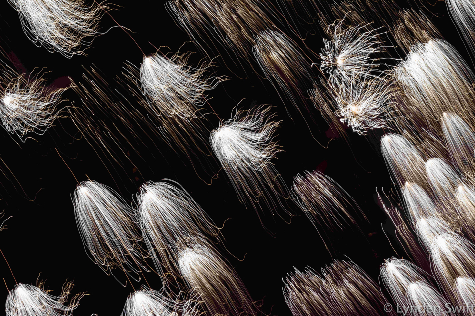 Creatures of Light