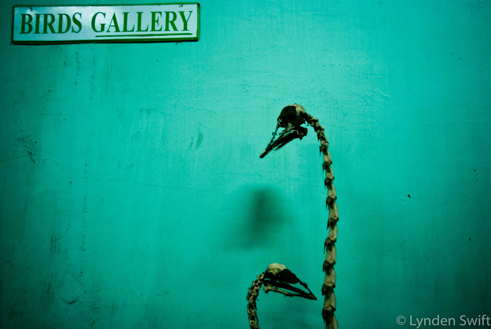 Natural History