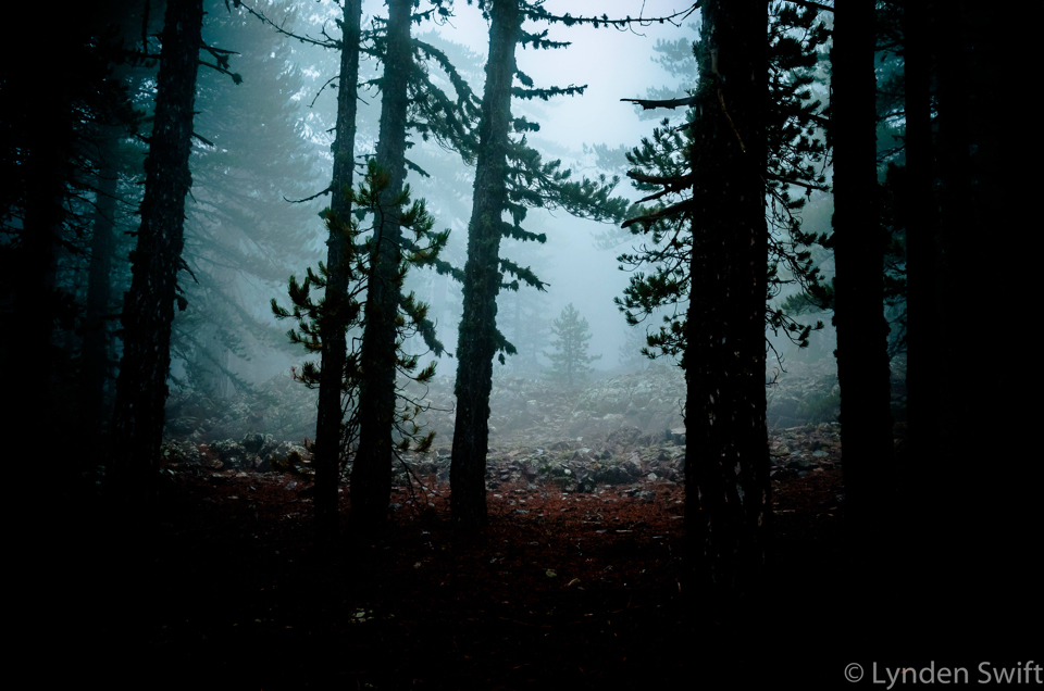 Fairy tale woods on Mount Olympus
