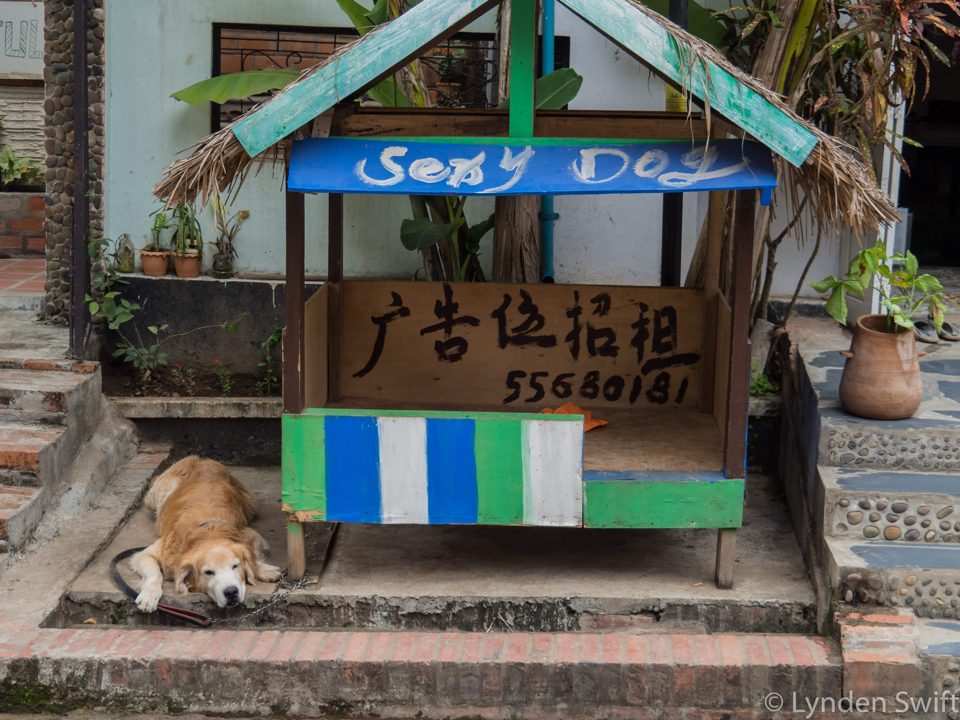 Sexy Dog